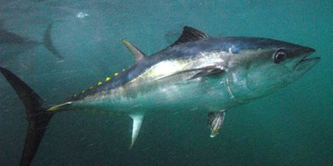 Südlicher Blauflossenthunfisch, Gustavo200897 (CC BY-SA 4.0)